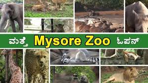Bangalore to mysore cab one-way zoo